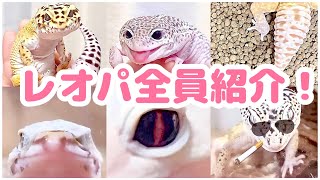 【レオパ】飼っている全種類(モルフ)ご紹介します🦎