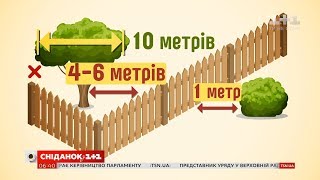 Сусідські війни: на якій відстані від межі можна садити дерева