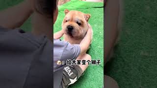 中国のぶさかわ犬