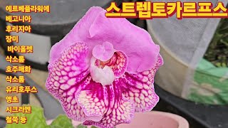 1631회. 에르베플라워에 아름다운 꽃들이 손짓하네요 오셔서 봐주세요.