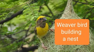 Weaver bird | Creative architect | தூக்கணாங்குருவி | Baya weaver's nest | Building a hanging nest