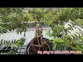 Ổi bonsai ổi lá kim ổi lá trung cây giống liên hệ. bonsai bonsaitree ổi