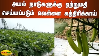 அயல் நாடுகளுக்கு ஏற்றுமதி செய்யப்படும் வெள்ளை கத்திரிக்காய் | Dharmapuri White Brinjal Farmers