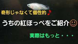 【ホシタカめだか】#034 個性的な紅ほっぺ🎵