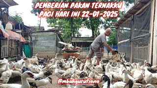 PEMBERIAN PAKAN TERNAKKU PAGI HARI INI 22-01-2025 @mbahgurutiono