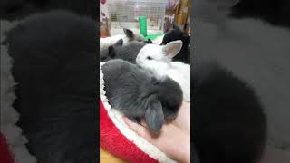 Very precious six baby bunnies.