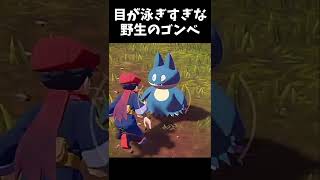 目がおよぎすぎな野生のゴンベ【ポケモンアルセウス】#shorts