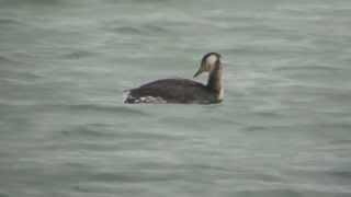 野鳥撮影・ アカエリカイツブリ　Red-necked grebe