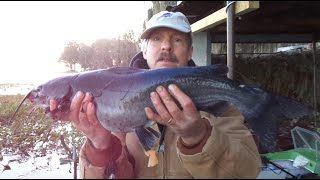 Mikey's 24-inch Mudcat (Catfish)