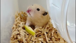 りんごを食べるキンクマハムスター　(kink bear hamster eating an apple)