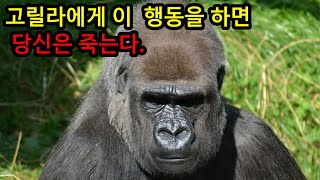 고릴라와 마주쳤을 때 살아남을 수 있는 생존법칙