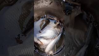 #shorts #fishing #Fish catching hook video #shorts #fish #agriculture