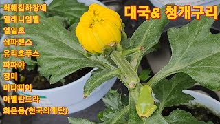 134회. 화훼집하장의 청개리 2마리가 뛰어놀고 더위에도 꽃은 예쁘게 피네요 보시고 힐링하세요.