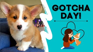 Corgi puppy meets his sister! GOTCHA DAY! | Hammy and Olivia
