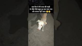 Emotional story of Vivo with us😢♥️#viral #vlog #bhopal #minivlog #dog #doglover #dogshorts #petlover