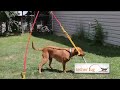 the best dog toy ever tether tug outdoor dog toy