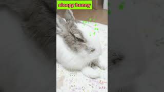 토끼가 잠드는데 걸리는 시간 🐰 졸린 아기토끼 🐇 #shorts #bunny #cuteanimals