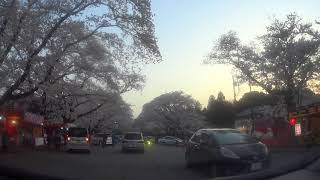 2018年　印西市　小林牧場の桜