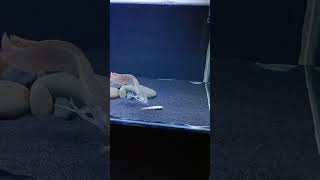 Silver Arowana Live Feeding Small Cat Fish
