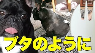 フォークで撫でたら犬も豚のように寝るのか検証