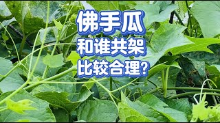 佛手瓜和哪种瓜共用一个菜架比较合理？