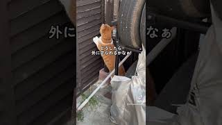 【猫動画】脱走の計画を立てている猫をこっそり撮影してみた　#shorts #猫