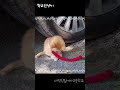 학교 정문에 서식하는 고냥이 shorts