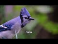 Amazing Blue Jays  Fun Facts You Didn't  know about