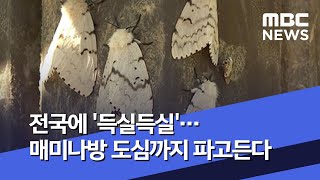 전국에 '득실득실'…매미나방 도심까지 파고든다 (2020.07.03/뉴스데스크/MBC)