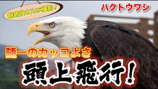 ハクトウワシ、お客さんスレスレの直上飛行がヤバすぎた！(Bald eagle)