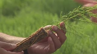 Cal Fire Helping Restore Forests At Its Davis Seed Bank