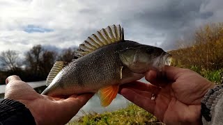 Trophy perch | Tail-spinner fishing on Ultralight in October