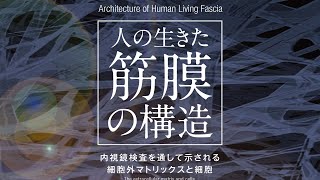 人の生きた筋膜の構造【DVD】