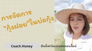 @honeyfarm.me111 การจัดการกุ้งฝอยในบ่อกุ้ง