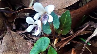 春風に揺れる5種の野スミレ 南九州市頴娃町,3月13日 Five kinds of wild violets swaying in the early spring breeze  Ei cho,