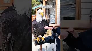 An injured eagle was saved by a kind-hearted family