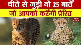 Project Cheetah: जानिए चीते से जुड़ी वो 25 बातें, जिसे जानकर आपको भी हो जाएगा इस जानवर से प्यार