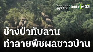 ภาวะโลกร้อง : ช้างป่าทับลานทำลายพืชผลชาวบ้าน | 03 ม.ค. 67 | ไทยรัฐเจาะประเด็น