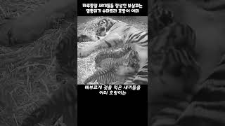 새끼 호랑이에게 어미 호랑이가 필요한 이유