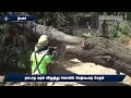 ராட்சத மரம் விழுந்து கோயில் மேற்கூரை சேதம்