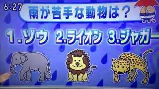 140731あきこのお天気 雨が苦手な動物は？