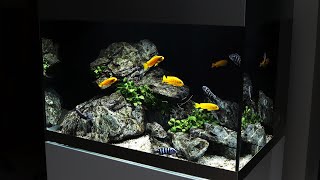 Oase Highline 175 - Malawi Cichlid Aquascape Maintenance and New Plants!