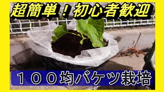 初心者でも簡単に野菜を育てられる方法教えます。メロンのバケツ栽培