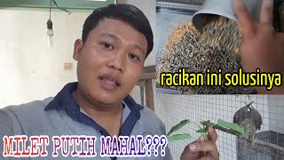 Racikan Pakan Falk Saat Harga Milet Putih Melonjak Tinggi || Cockatiel/ Parkit Australia