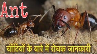 चींटियों के बारे में 22 रोचक तथ्य || Interesting facts about Ants in Hindi