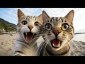 Funny ANIMALS videos 2024 😺 New Funny Cats and Dogs Videos 🐶 Lovely cute cat and kitten 😲