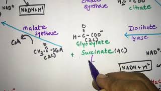 Glyoxylate cycle, Glyoxylate pathway explained with structures, Pass the NEET, NET, GATE, UPSC