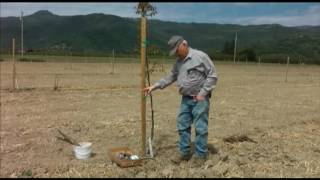 How to patch bud 1 to 2 year old walnut trees - UCANR