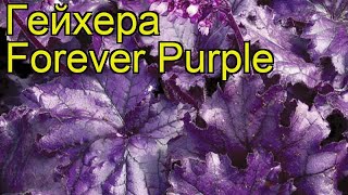 Гейхера Фореве Пёпл (Forever Purple). Краткий обзор, описание характеристик, где купить рассада