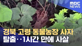 경북 고령 동물농장 사자 탈출‥1시간 만에 사살 (2023.08.14/930MBC뉴스)